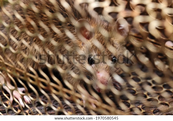 Rat in a cage or rat trap at home or office on\
white background. Close-up mice or rat caught in a trap. mouse\
Selective focus only head.rat as carriers of disease leptospirosis\
and hantavirus