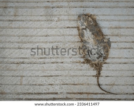 Rat carcass on striped concrete surface stock photo.