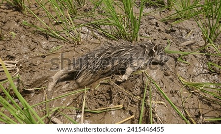 Rat carcasses in muddy rice fields. Rat pest.
