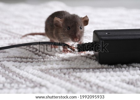 Rat with chewed electric wire on floor indoors. Pest control