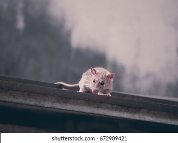 The Rat Climb Up On The Roof Of The Slop.