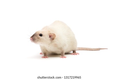rat close-up isolated on white background