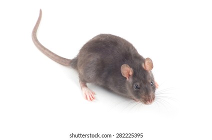 Rat Closeup Isolated On White Background Stock Photo 282225395 