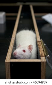 Rat In A Corner Of A Maze During Experiment