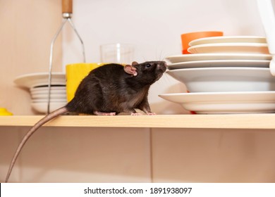 Rat Crawls In The Kitchen On Dishes And Looking For Food. The Concept Of Rodents In The House