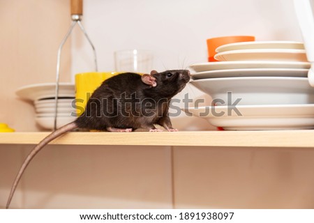 Rat crawls in the kitchen on dishes and looking for food. The concept of rodents in the house