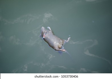 Rat Dead Body Floating On Surface Of Canal Water.