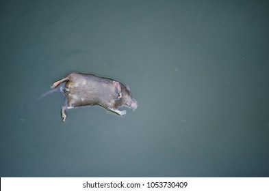 Rat dead body floating on surface of canal water.