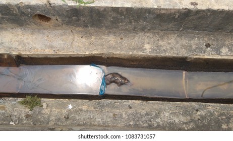 Rat Dead Body Floating On Surface Of Canal Water.
Overexposed
