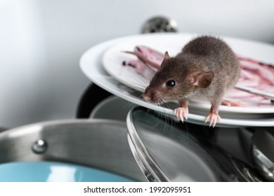 Rat And Dirty Dishes In Kitchen Sink. Pest Control