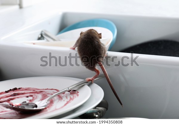Rat and\
dirty dishes in kitchen sink. Pest\
control