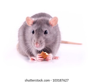 Rat Eating Almonds