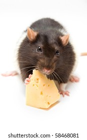 Rat Eating Cheese Isolated On White