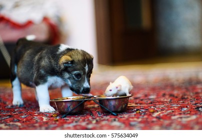 Rat Eating From A Dog Bowl