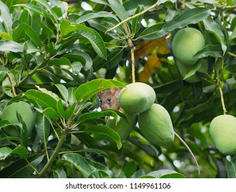 Rat Eating Fruit On The Tree
