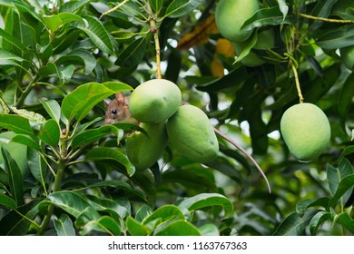 Rat Eating Fruit On The Tree
