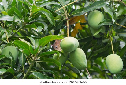 Rat Eating Fruit On The Tree
