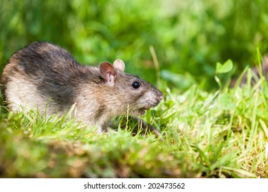 Rat Grass Images, Stock Photos & Vectors | Shutterstock