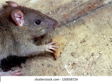 A Rat Eating A Piece Of Bread