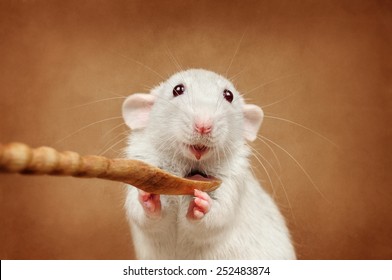 Rat Eating From A Spoon