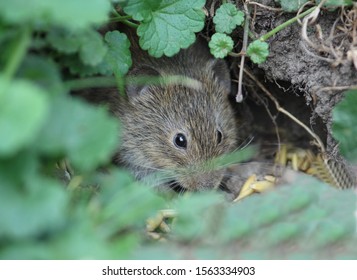 Rat Foraging In The Rabbit Enclosure