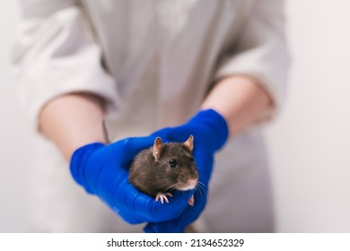 Rat In The Hands Of A Scientist In The Lab