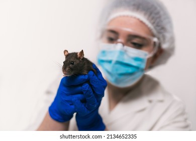 Rat In The Hands Of A Scientist In The Lab