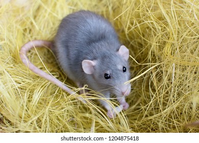 Rat In The Hay, Decorative Home Rat, Rodents, Grey House Rat