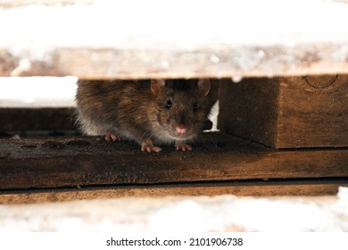 the rat is hiding under the boards and looking for food. High quality photo