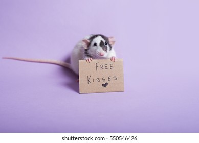 Rat Holding Sign Free Kisses. Rat With Cardboard Sing. Valentine's Day. Valentines Day Background. Dumbo Rat.