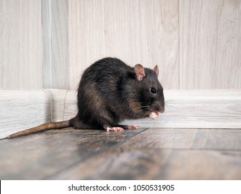 Rat in the house on the floor