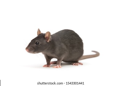 Rat Isolated On White Background