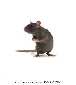 Rat Isolated On White Background