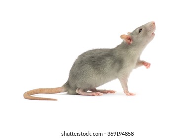 rat isolated on the white background

