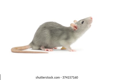rat isolated on white background