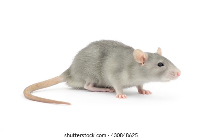 Souris Blanche High Res Stock Images Shutterstock