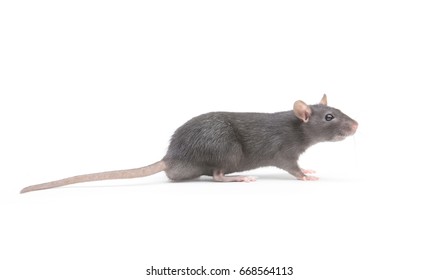 Rat Isolated On White Background Stock Photo (Edit Now) 536505532