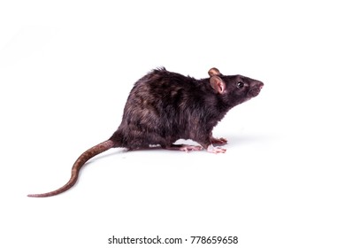 Rat Isolated On White Background