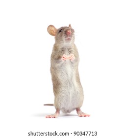 rat isolated on white background