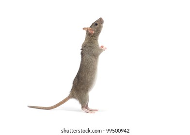 Rat Isolated On White Background