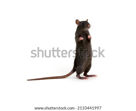Rat isolated on white background