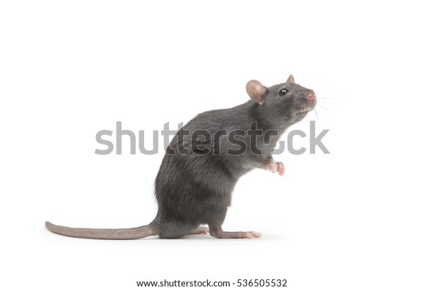 Rat Isolated On White Background Stock Photo (Edit Now) 536505532