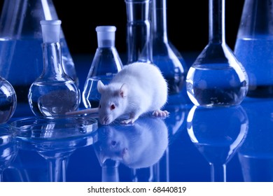 Rat in laboratory, tests on animal. Experiments