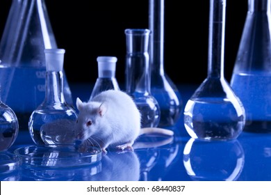Rat in laboratory, tests on animal. Experiments
