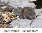 A rat looking near some leaves at the side of a pond in the park