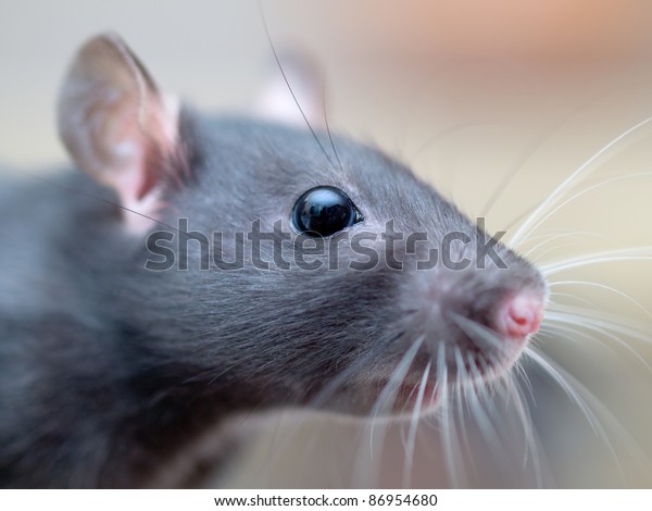 Rat Macro Closeup Female Rats Head Stock Photo Edit Now