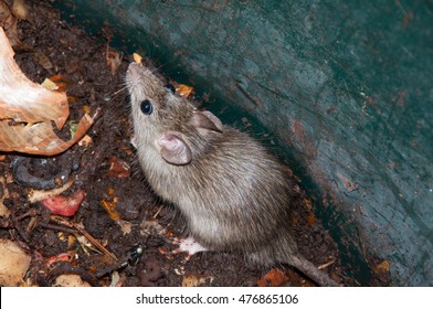 Rat Mouse In A Vegetable Garbage Bin