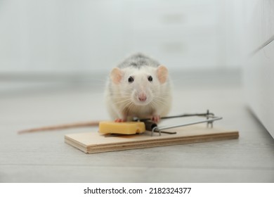 Rata y ratonera con queso en el interior. Control de plagas