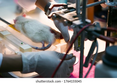 rat drug experiment