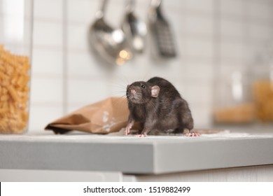 Rat near bag of flour on kitchen counter. Household pest